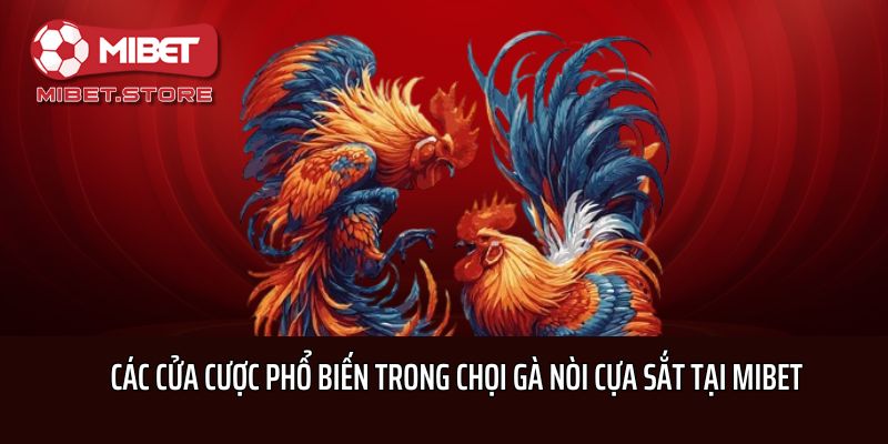 Các cửa cược phổ biến trong chọi gà nòi cựa sắt tại Mibet