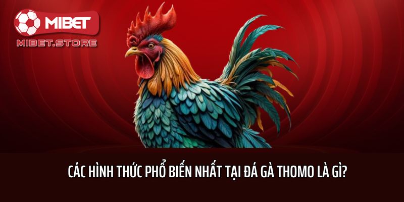 Các hình thức phổ biến nhất tại đá gà Thomo là gì?