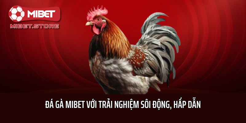 Đá gà Mibet với trải nghiệm sôi động, hấp dẫn