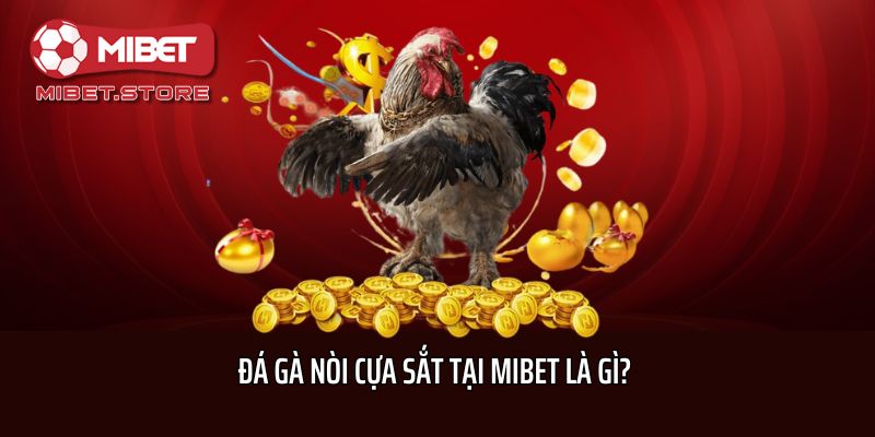 Đá gà nòi cựa sắt tại Mibet là gì? 