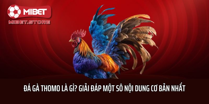 Đá Gà Thomo Là Gì? Giải Đáp Một Sô Nội Dung Cơ Bản Nhất