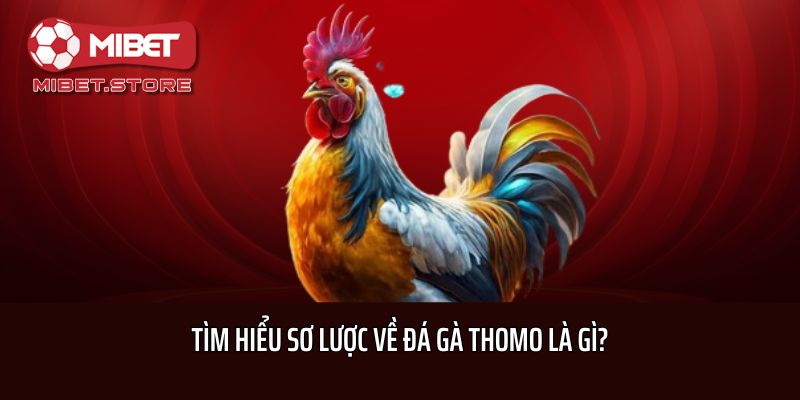 Tìm hiểu sơ lược về đá gà Thomo là gì?